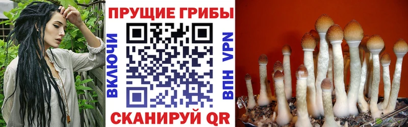 закладка  Медынь  MEGA   Галлюциногенные грибы Cubensis 